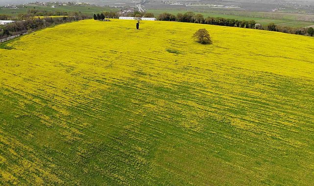 Samsun&#039;da kanola ekimi yaygınlaştırılacak
