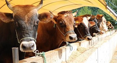Samsun'da kurban satış ve kesim yerleri belli oldu