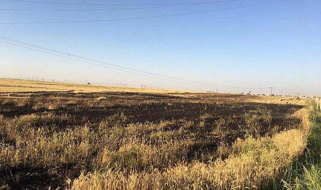 Şanlıurfa'da 80 dönüm buğday tarlası yandı