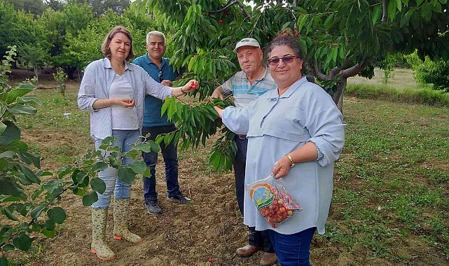 Şaphane&#039;de meyvelerde numune ve denetim çalışmaları