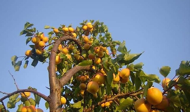 Sararan kayısıda katpostallık görüntü