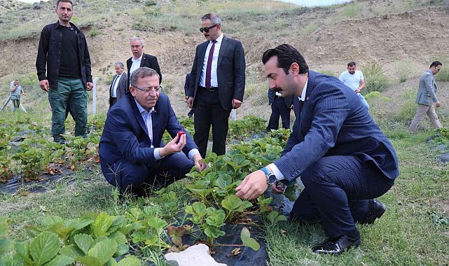 Şefaatli&#039;de 10 köyde çilek bahçeleri kurulacak