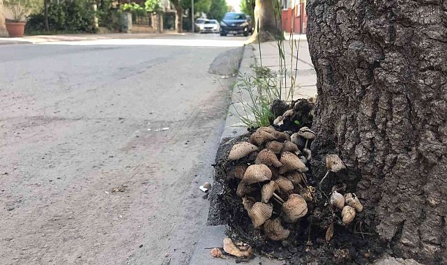 Şehir merkezi mantarlarla doldu