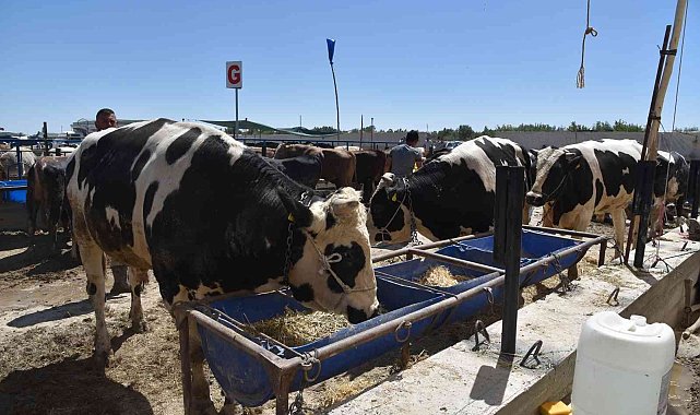 Selçuklu&#039;da kurban satışı başladı