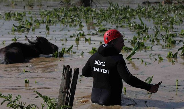 Selde mahsur alan hayvanlar kurtarıldı