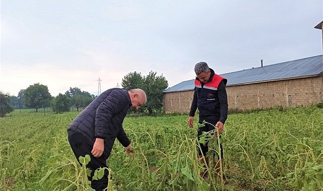 Selden zarar gören tarım alanlarında hasar tespit çalışması başlatıldı