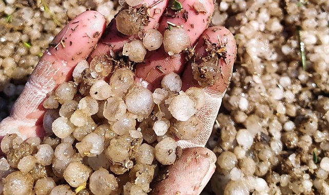 Selendi&#039;de sağanak yağış ve dolu tarım arazilerini vurdu