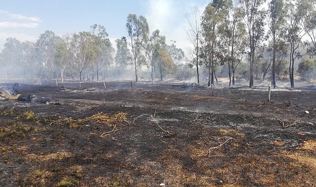 Seydikemer&#039;de okaliptüs ağaçları yandı