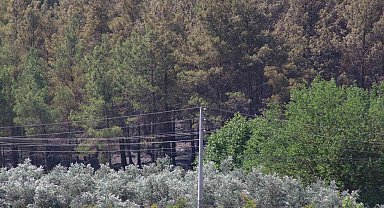 Seydikemer'deki orman yangını söndürüldü