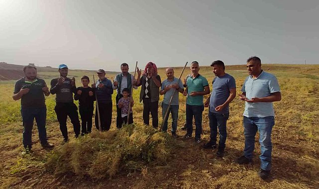 Siirt'te ilk hasat dualarla yapıldı, çiftçi bu yıl umduğunu buldu