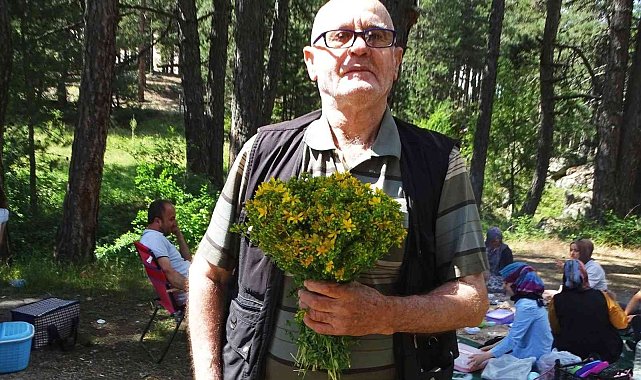 Simav Gölcük Yaylası&#039;nda piknikçilerin gözdesi &#039;Sarı kantaron otu&#039;