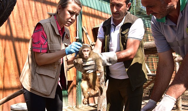 Sınır kapısında yakalanan maymunlar Malatya&#039;da