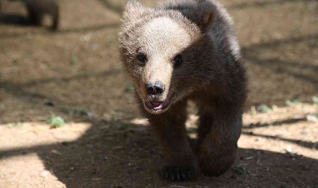 Sinop ve Van&#039;dan getirilen iki yavru ayı, hayvanat bahçesine renk kattı
