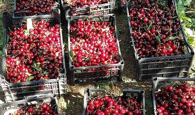 Sinop&#039;ta kiraz hasadı