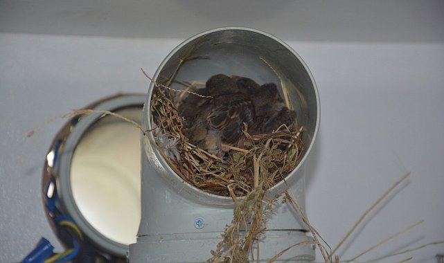 Sinop&#039;ta kuşlar aspiratör bacasına yuva yaptı