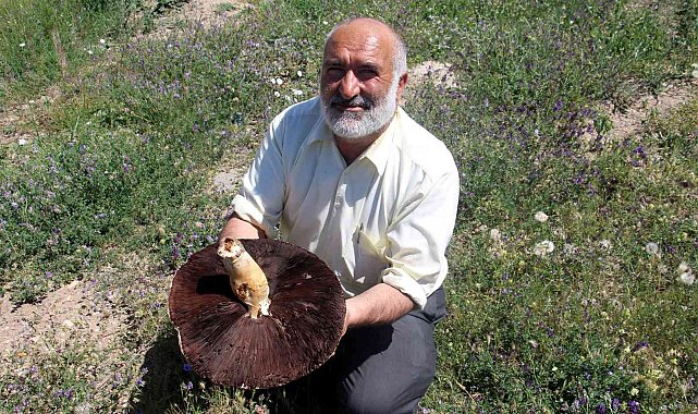 Sivas&#039;ta bulunan dev mantar Guinness Rekorlar Kitabına aday