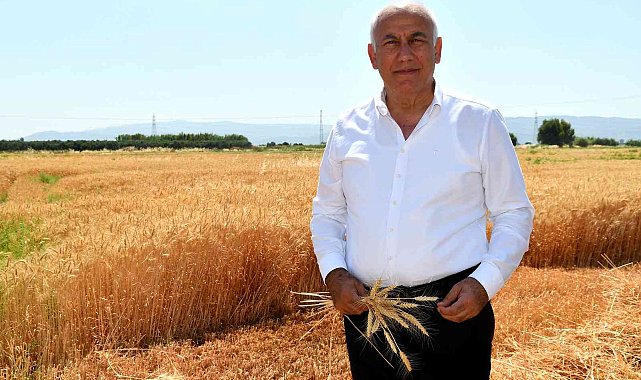 Söke Belediyesi ikinci kez buğday hasadı yaptı