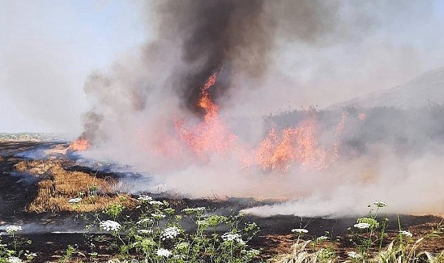 Söke İlçe Tarım Müdürlüğü'nden 'anız yakma' uyarısı