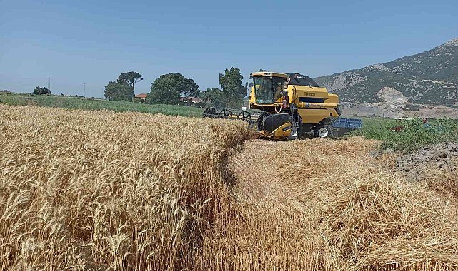 Söke Ovası'nda buğday bereketi