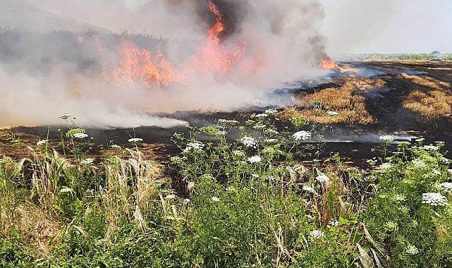 Söke'de buğday tarlasında yangın