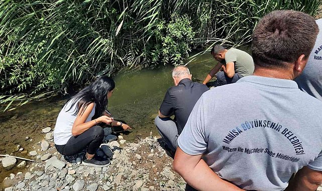 Soma ve Kırkağaç'ta haşereyle mücadele sürüyor