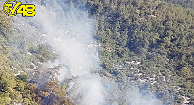 Sondakika! Milas'ta Orman Yangını !