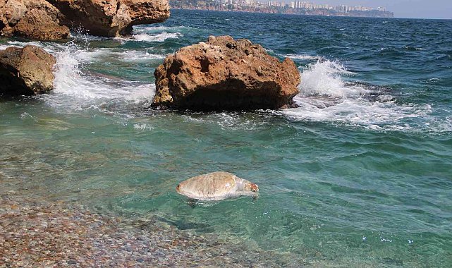 Su sporları araçlarına, caretta caretta uyarısı