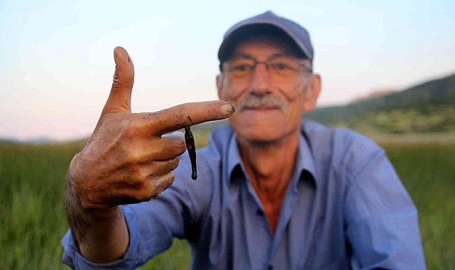 Sülük hırsızları ile başları dertte