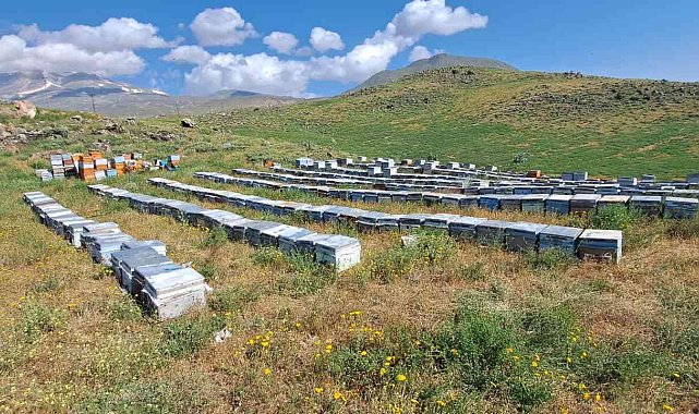 Süphan Dağı&#039;nın eteklerinde organik bal üretimi