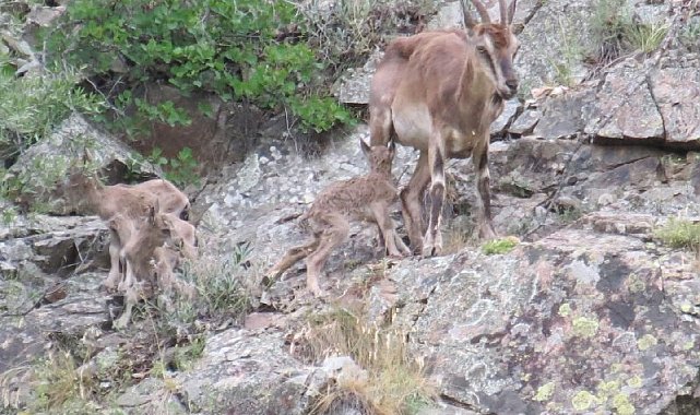 Sürekli yattığı için endişelendiği dağ keçisinin 2 gün sonra 3 yavrusu ile görünce rahat nefes aldı