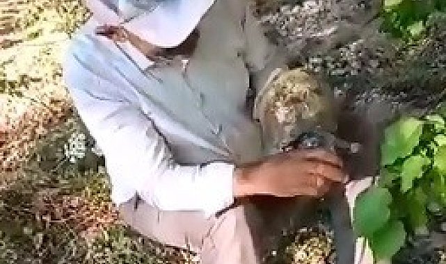 Susuzluktan bitkin düşen kaplumbağaya eliyle su içirdi