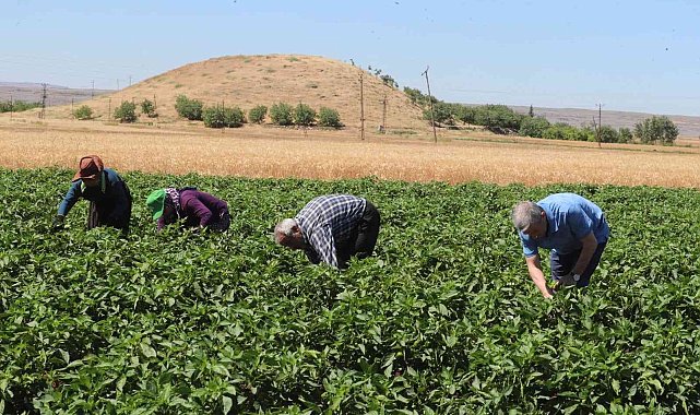 Tahmazoğlu domates ve biber hasadı yaptı