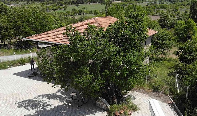 Tam bin yaşında... Şifa bulmak isteyen meyvesine yoğun talep gösteriyor