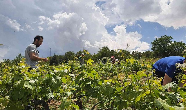 Tarım ekiplerinden hastalık ve zararlılara karşı etkin mücadele