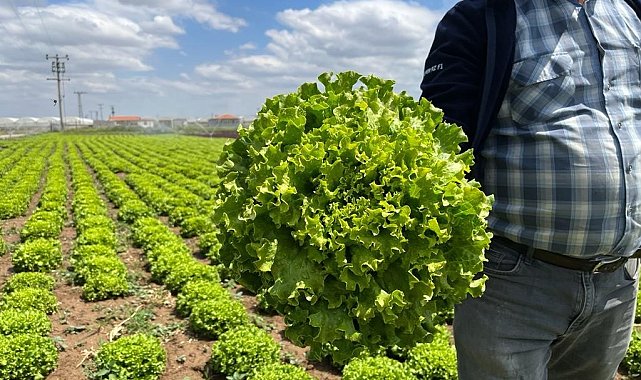 Tarladan 1,5 liraya çıkan marul marketti 7-8 lira