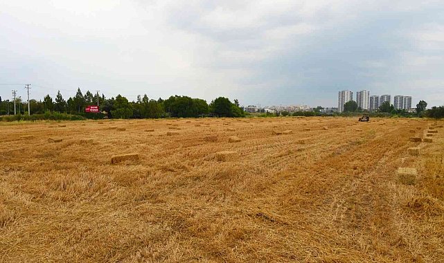 Tarsus Belediyesi, hayvan üreticilerine 22 ton saman balyası dağıtacak