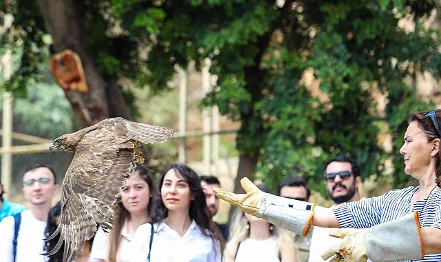 Tedavi edilen yırtıcı kuşlar doğaya bırakıldı