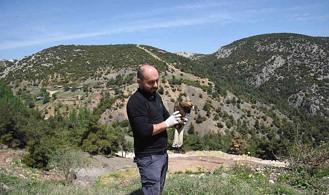Tedavisi tamamlanan şahin özgürlüğe kanat açtı