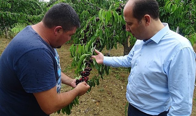 Tekirdağ&#039;da kiraz hasadı devam ediyor