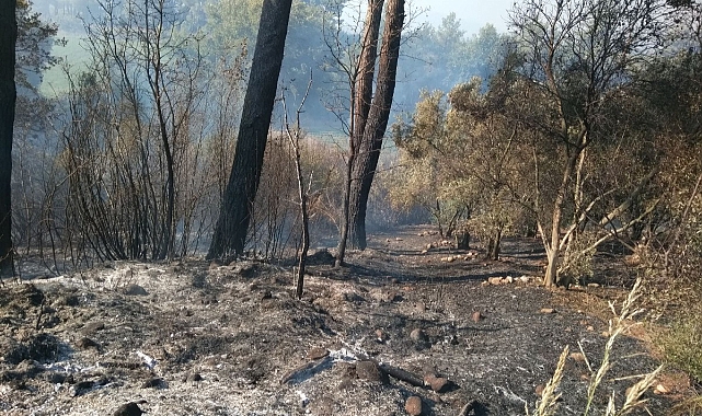 Muğla&#039;da Temizlik ateşi yangına neden oldu