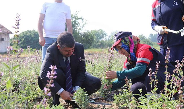 Tıbbi aromatik projesinde ilk hasat yapıldı