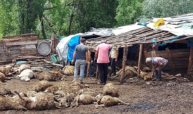 Tokat&#039;ta ağıla giren kurt 100&#039;e yakın koyunu telef etti