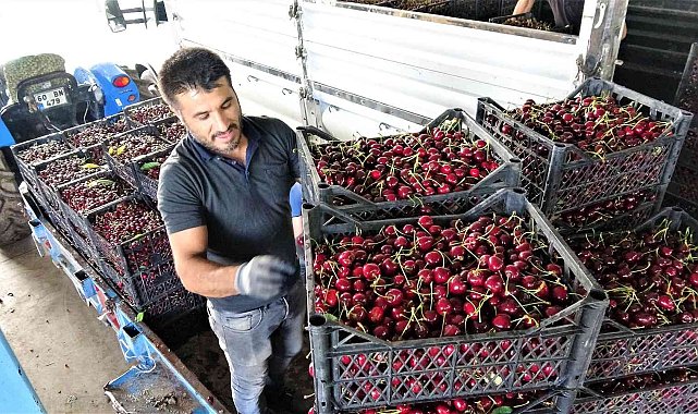 Tokat&#039;ta ihraçlık kirazda yüzde 100 rekolte artışı