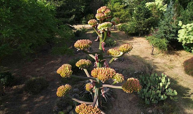 Toprak Dede'nin "sabır çiçeği" 40 yıl sonra açtı