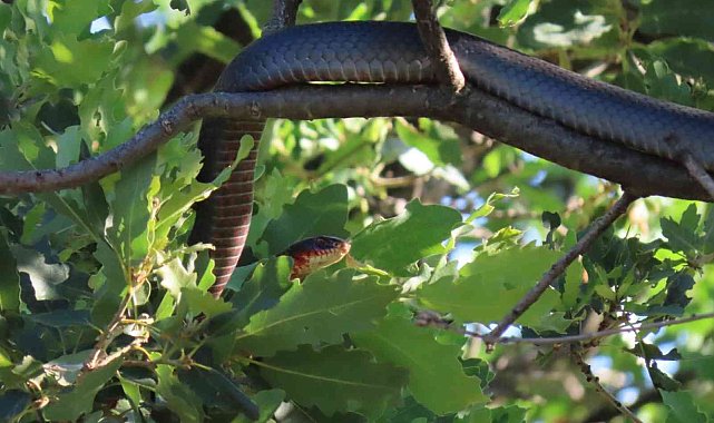 Tunceli&#039;de dev yılan paniği