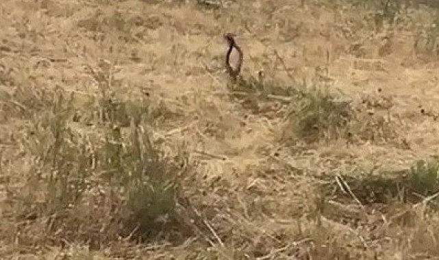 Tunceli&#039;de yılanların dansı görüntülendi