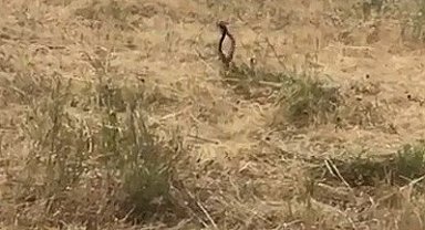 Tunceli'de yılanların dansı görüntülendi