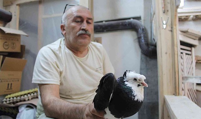 Türk fısıldayıcısı olarak kayıtlara geçen Bayburt güvercini ilgi çekmeye devam ediyor