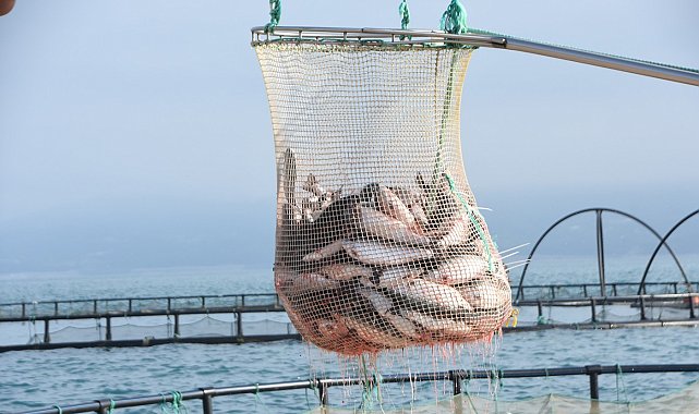 Türk somonunun başkenti olmayı hedefleyen Sinop'tan 80 milyon dolarlık ihracat