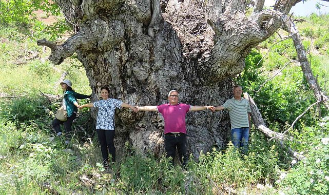 Türkiye&#039;de şu ana kadar görülmedi: Tunceli&#039;de 9 metre 22 santimetre gövde çapına sahip ceviz ağacı tespit edildi